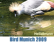 Bird Munich 2009 am 17.-19.07.2009 (Foto: Martin Schmitz)